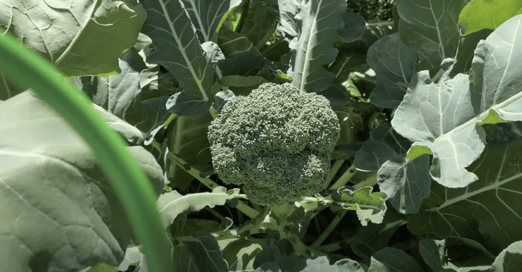 Broccoli Plant